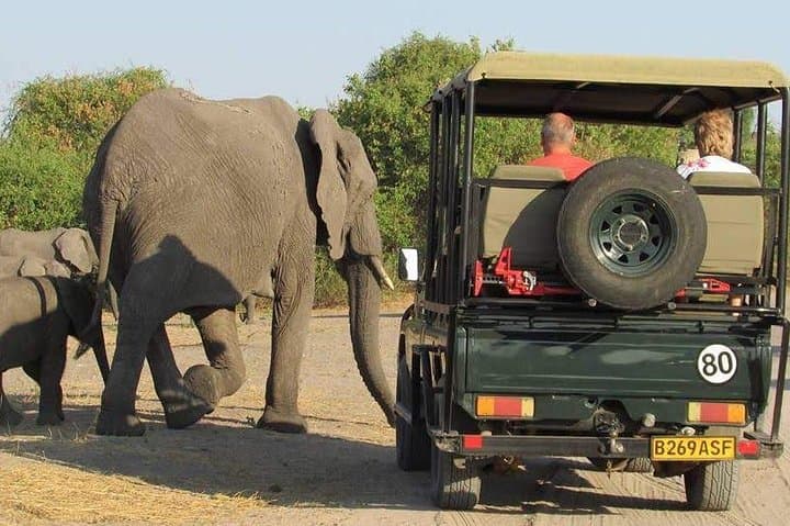 3-Hour Chobe Game Drive: Elephant Encounters Along the Chobe River photo 4