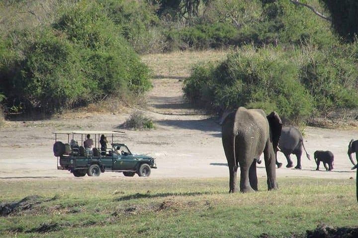 3-Hour Chobe Game Drive: Elephant Encounters Along the Chobe River