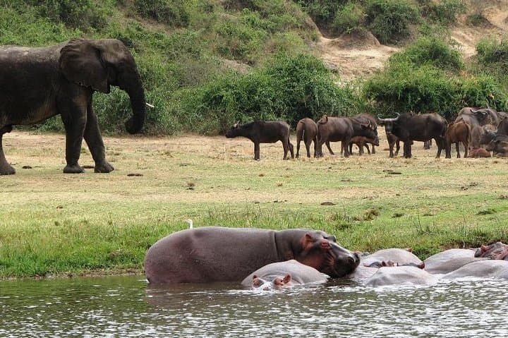 5-Day Safari: Bwindi Gorilla Trekking & Queen Elizabeth Game Drives photo 2