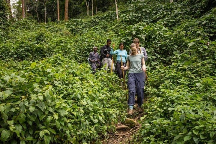 5-Day Safari: Bwindi Gorilla Trekking & Queen Elizabeth Game Drives photo 4