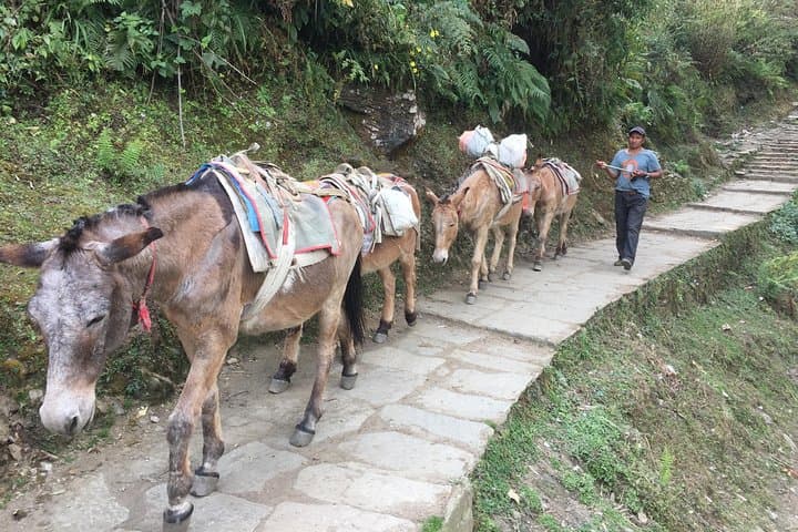 Ghandruk Village Trek: 2-Day Cultural Hike from Pokhara photo 2