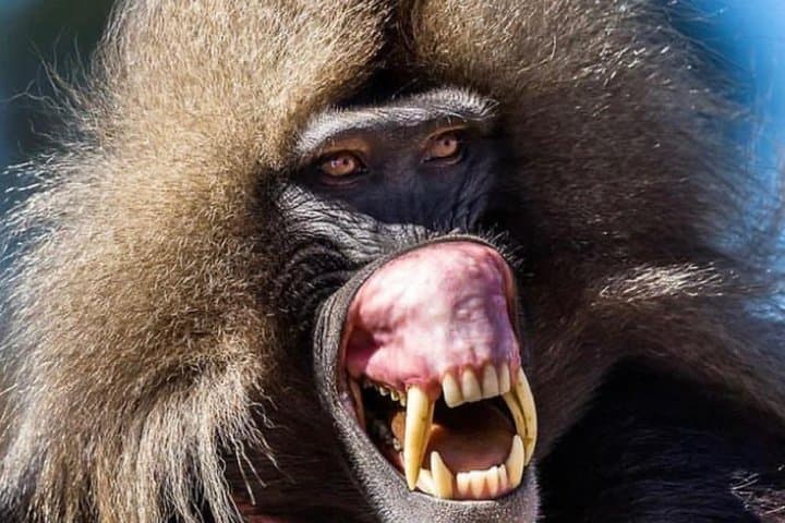 Simien Mountains 4-Day Trek: Gelada Baboons, Waterfalls & Ras Dashen Views photo 6
