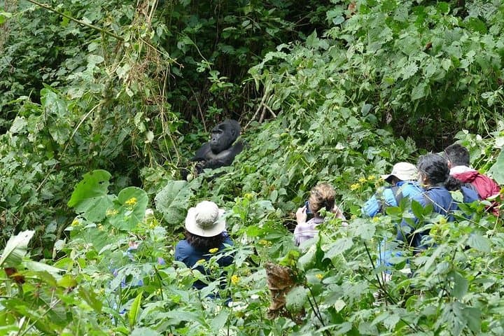 5-Day Safari: Bwindi Gorilla Trekking & Queen Elizabeth Game Drives photo 5