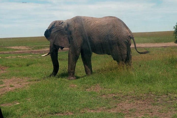 3-Day Amboseli Safari: Elephants, Mount Kilimanjaro Views & Private Lodge photo 2