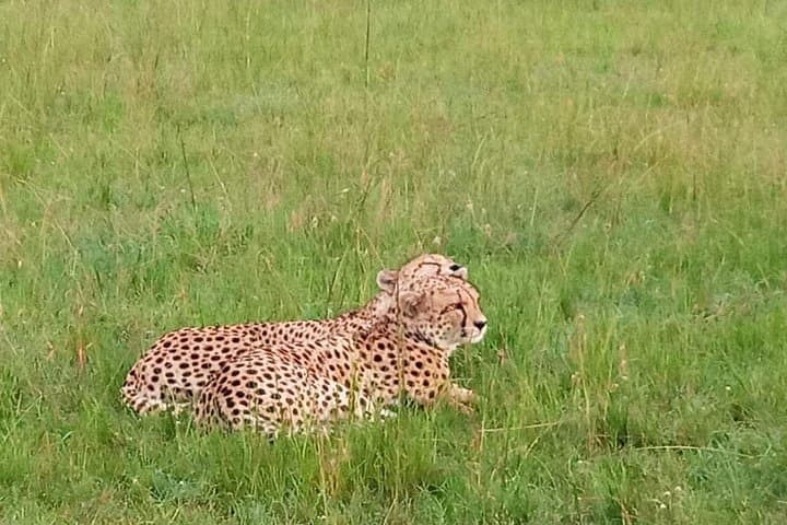 3-Day Amboseli Safari: Elephants, Mount Kilimanjaro Views & Private Lodge photo 4