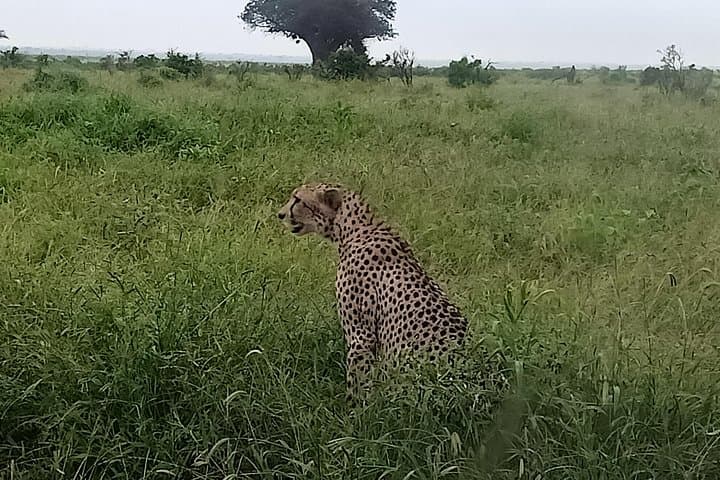 Big Cat Exclusive Safari in Kenya: Ultimate Wildlife Adventure Through Iconic Game Parks