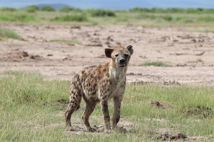 Big Cat Exclusive Safari in Kenya: Ultimate Wildlife Adventure Through Iconic Game Parks photo 2
