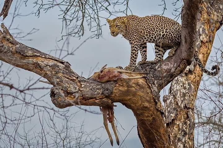 Big Cat Exclusive Safari in Kenya: Ultimate Wildlife Adventure Through Iconic Game Parks photo 4