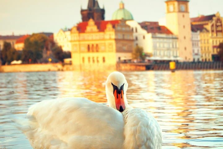 Prague Castle and Lesser Town Walking Tour: Baroque Streets, St. Vitus & Hilltop Views photo 3