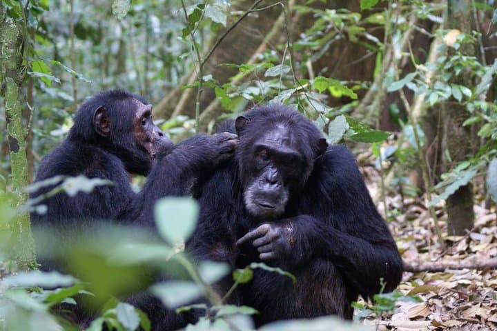 11-Day Uganda Safari: Gorillas, Big Five & Primates Across Murchison, Kibale, Bwindi