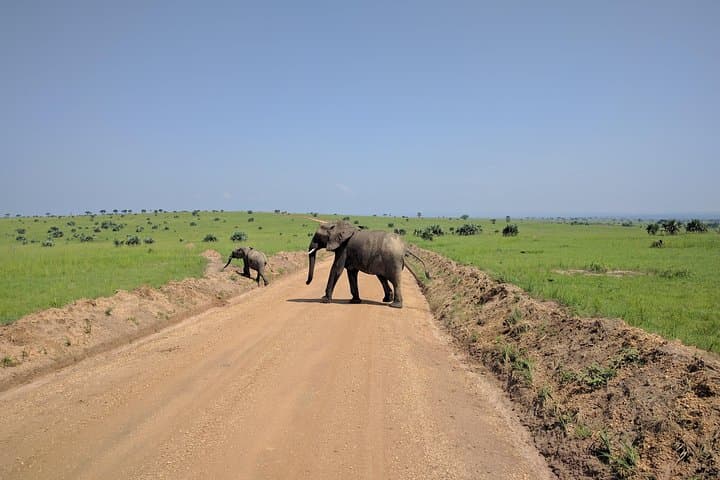 11-Day Uganda Safari: Gorillas, Big Five & Primates Across Murchison, Kibale, Bwindi photo 2