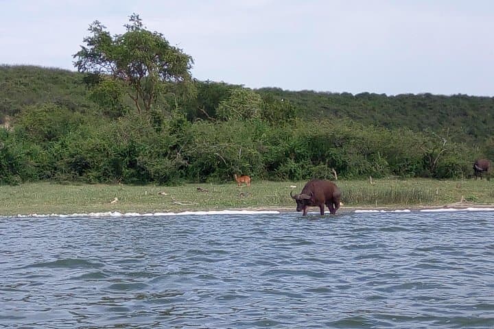 11-Day Uganda Safari: Gorillas, Big Five & Primates Across Murchison, Kibale, Bwindi photo 3