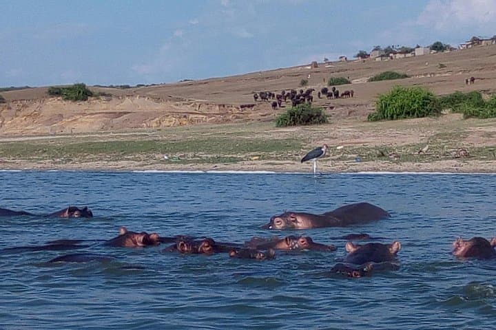 11-Day Uganda Safari: Gorillas, Big Five & Primates Across Murchison, Kibale, Bwindi photo 6