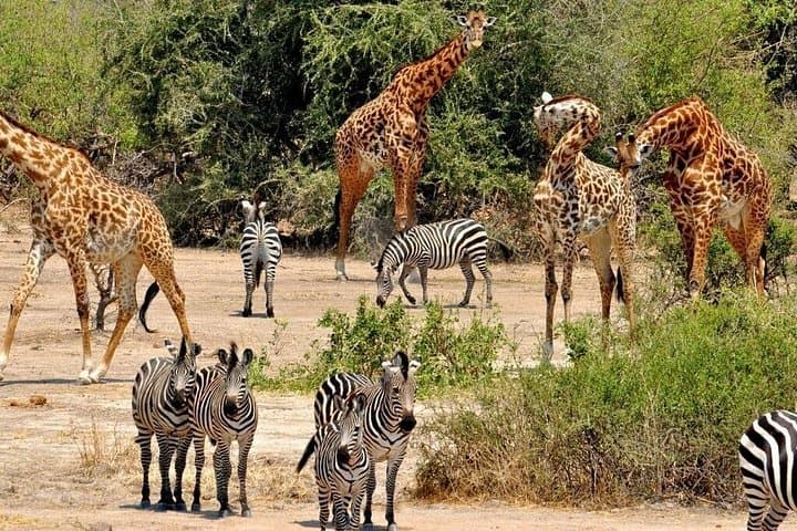 2-Day Selous Game Reserve Safari from Zanzibar or Dar es Salaam photo 6