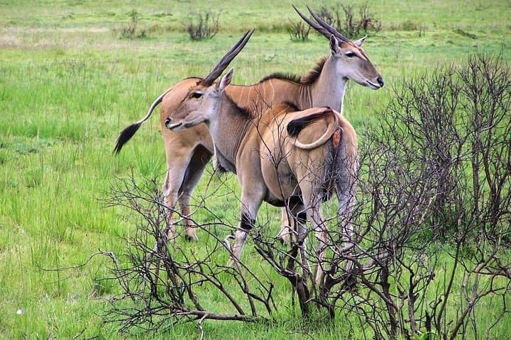 Full-Day Selous Safari from Dar es Salaam or Zanzibar — Game Drives, Boat Cruise & Birding