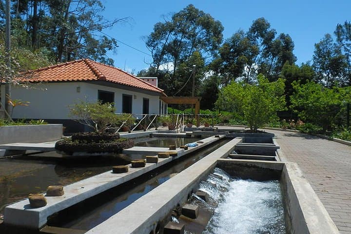 Private Guided Levada Walk: Calheta to Prazeres — Madeira Hiking Tour