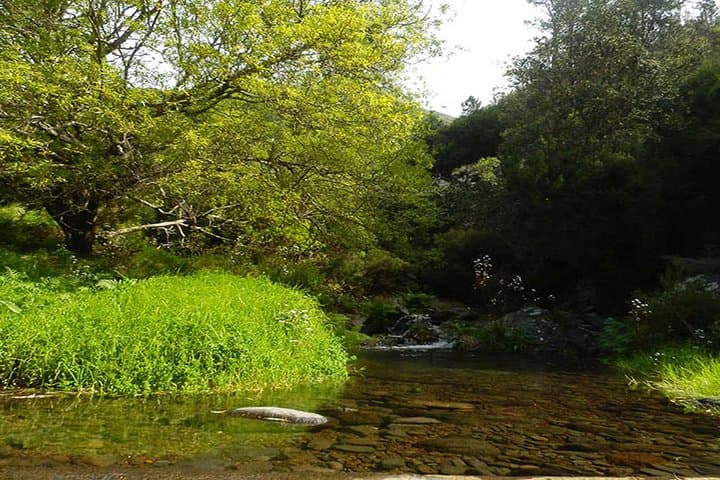 Private Guided Levada Walk: Calheta to Prazeres — Madeira Hiking Tour photo 5