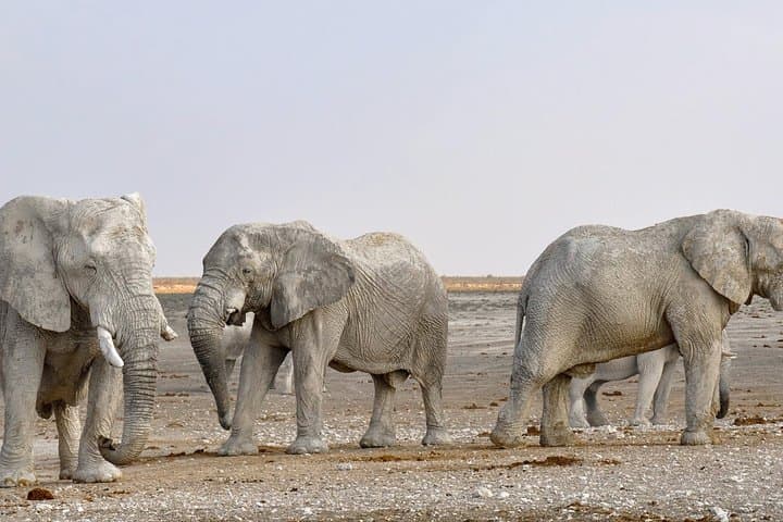 3-Hour Chobe Game Drive: Elephant Encounters Along the Chobe River photo 5