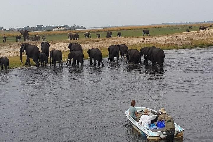 Chobe River Game Cruise: 3-Hour Wildlife Boat Safari from Kasane photo 5