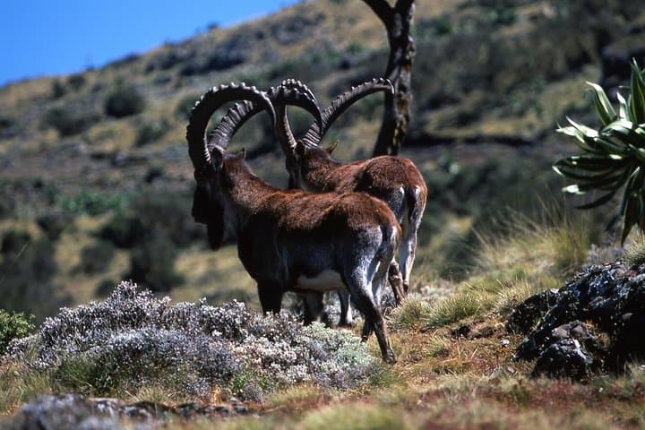 Simien Mountains Day Trip from Gondar: Sankaber, Jinbar & Chenek Highlights photo 6