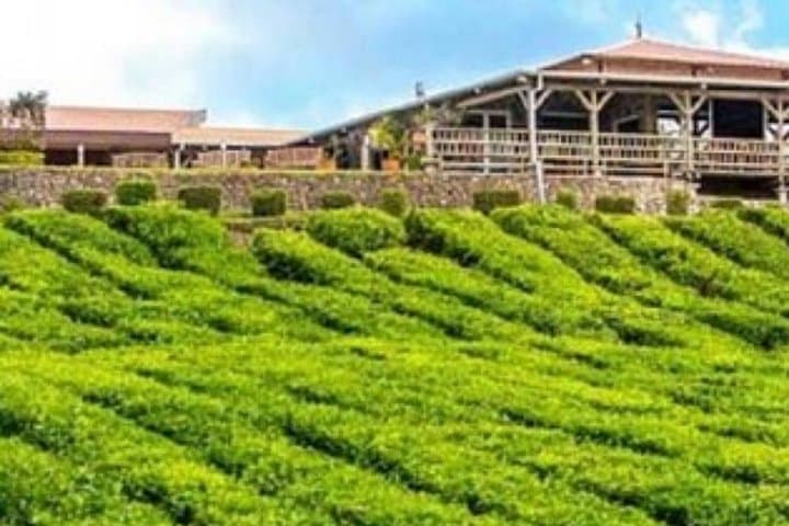 Full-Day South Mauritius Tour: Glass Gallery, La Vanille, Bois Chéri & Gris-Gris photo 4