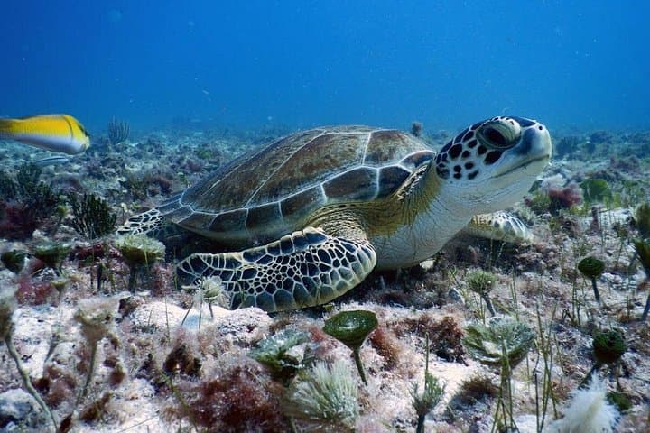 Diving the MUSA: Underwater Museum and Mayan Reef Dives from Playa del Carmen photo 2