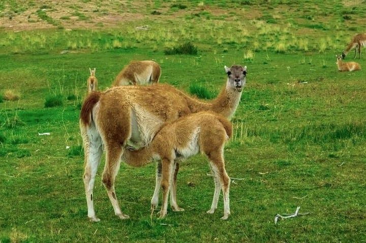 Ancestral Trail: Patagonian Steppe Wildlife & Ancient Rock Paintings photo 4