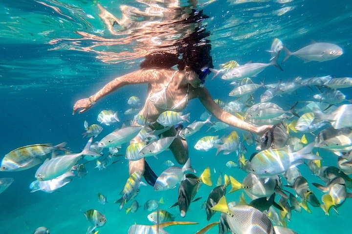 Snorkel Pelicans Rock Cabo: Glass-Bottom Boat & Snorkeling in the Sea of Cortez