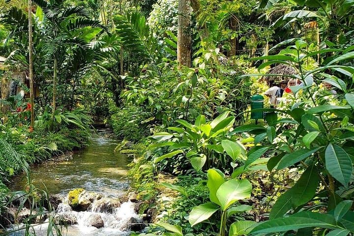 Ocho Rios Blue Hole and Fern Gully Full-Day Adventure photo 4