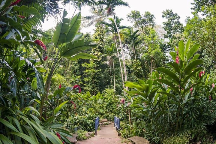Ocho Rios Blue Hole and Fern Gully Full-Day Adventure photo 5