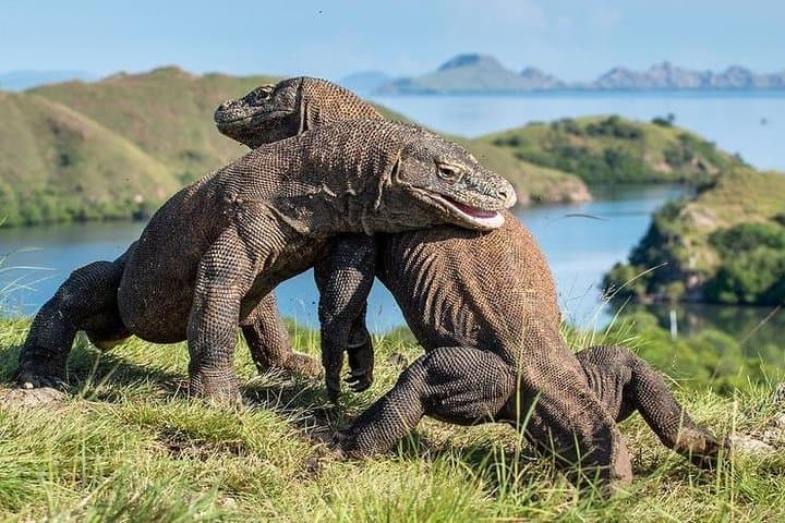 Komodo Sailing Cruise: 3-Day Private Komodo Dragon, Pink Beach & Snorkel Adventure photo 1