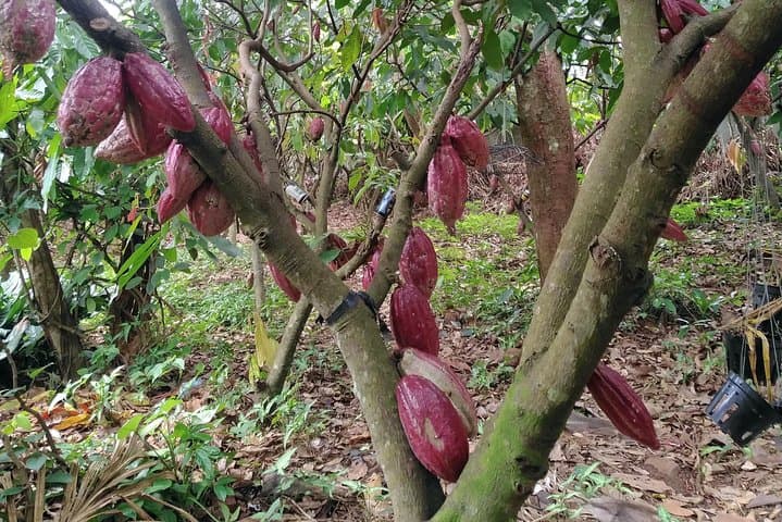 Rafting the Srepok: Cocoa Farm, Gia Long & Draynur Waterfalls Day Trip photo 5