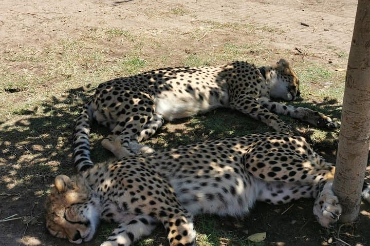 Cheetah Outreach and Beaches Day Tour — Somerset West to Gordon's Bay & Strand