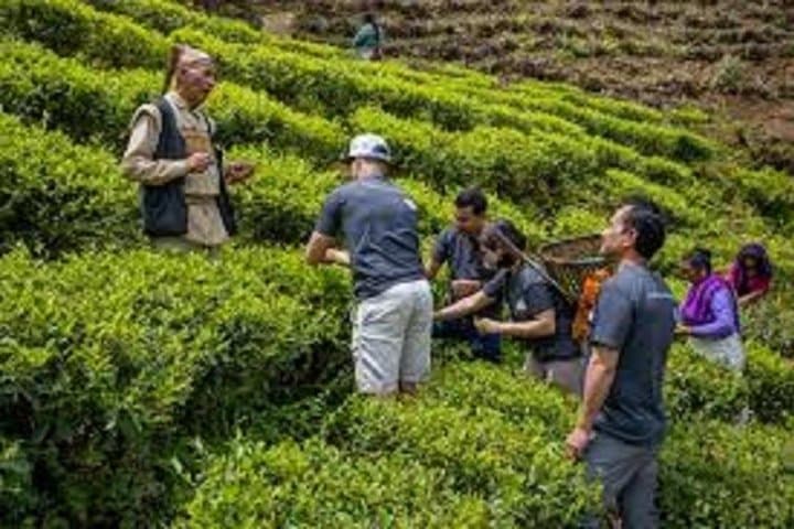 Samdakphu View Trek: 9-Day Homestay to Sandakphu and Kangchenjunga Views photo 4