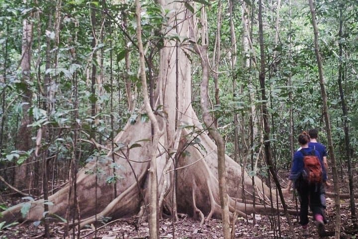 Tangkoko Overnight: Tarsiers, Black-Crested Macaques & Night Walks in North Sulawesi photo 2