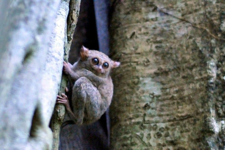Tangkoko Overnight: Tarsiers, Black-Crested Macaques & Night Walks in North Sulawesi photo 3
