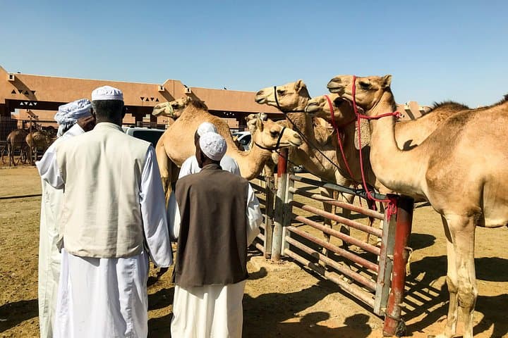 Al Ain Oasis & Jebel Hafeet Day Tour: Palm Groves, Forts, and Hot Springs photo 4