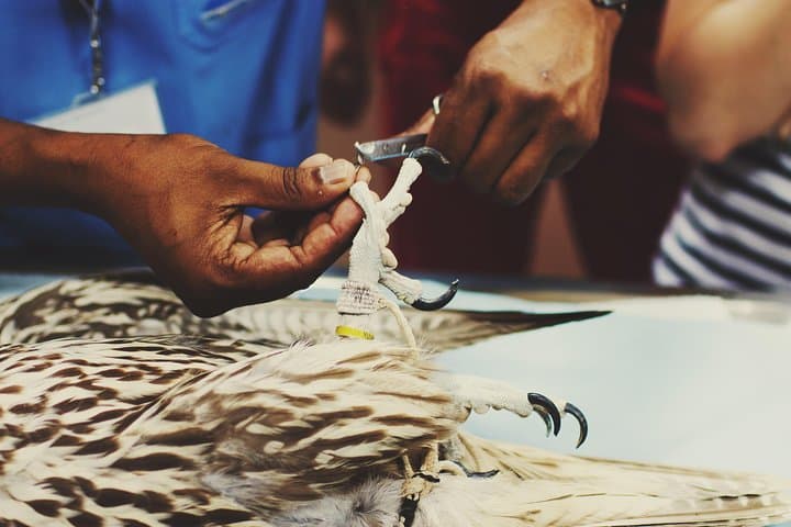 Inside Abu Dhabi's Falcon Hospital: Free-Flight Tours & Falcon Encounters photo 2