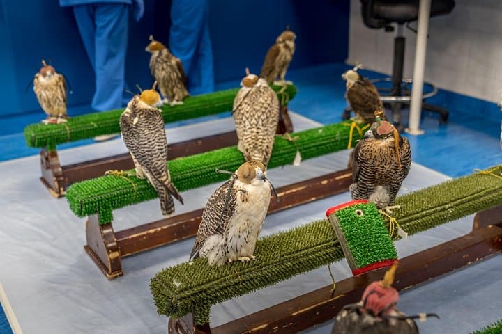 Inside Abu Dhabi's Falcon Hospital: Free-Flight Tours & Falcon Encounters photo 4