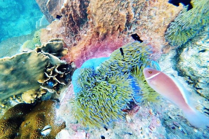 Phuket 3-Day PADI Open Water Diver Course — Learn to Dive from Patong to Kata photo 3