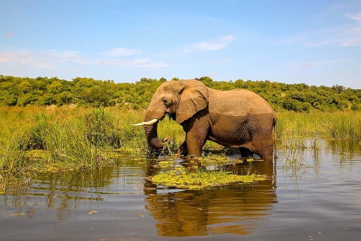 Murchison Falls Nature Safari: Nile Launch, Game Drives & Rhino Tracking photo 2