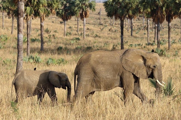Murchison Falls Nature Safari: Nile Launch, Game Drives & Rhino Tracking photo 3