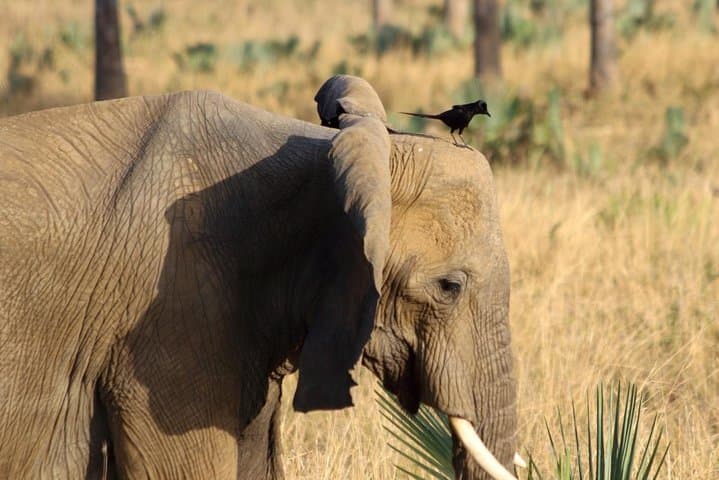 Murchison Falls Nature Safari: Nile Launch, Game Drives & Rhino Tracking photo 4