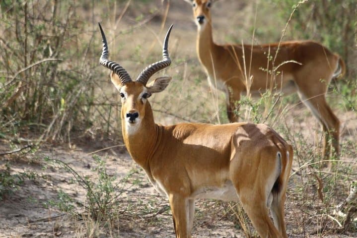 Murchison Falls Nature Safari: Nile Launch, Game Drives & Rhino Tracking photo 6