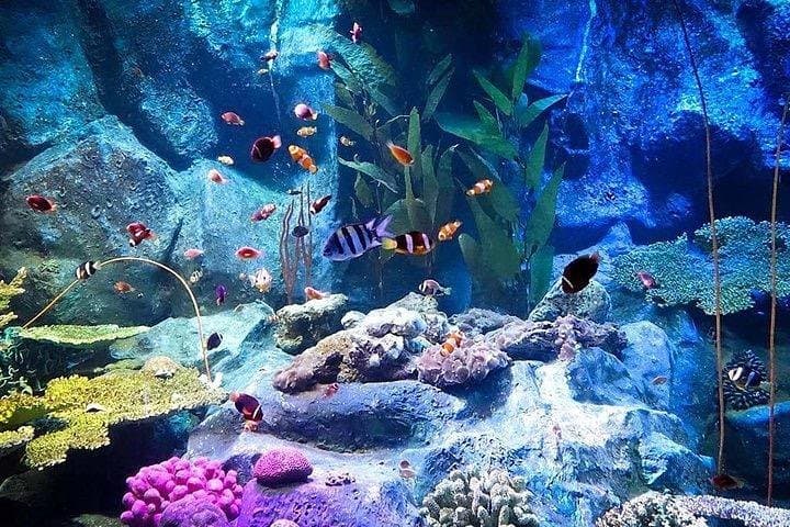 Underwater World Pattaya: Aquarium Admission with Return Transfer — What to Expect photo 5