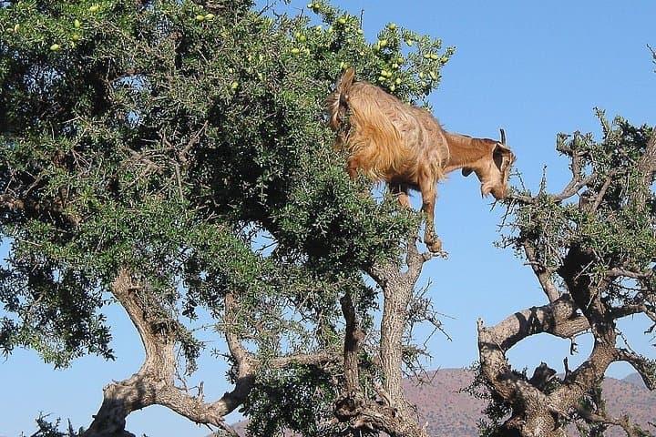 Morocco Deluxe Experience: 8-Day Marrakech, Ouarzazate & Aït Benhaddou Cultural Tour photo 2