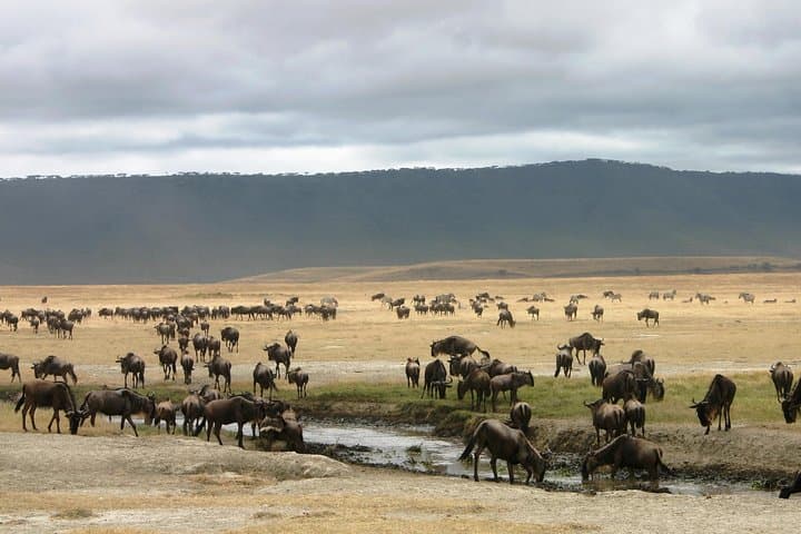9-Day Family Safari on Tanzania’s Northern Circuit: Serengeti, Ngorongoro & Tarangire photo 5