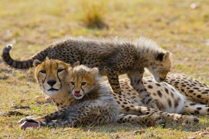 9-Day Family Safari on Tanzania’s Northern Circuit: Serengeti, Ngorongoro & Tarangire photo 6