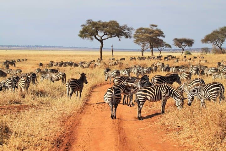 9-Day Family Safari on Tanzania’s Northern Circuit: Serengeti, Ngorongoro & Tarangire photo 3
