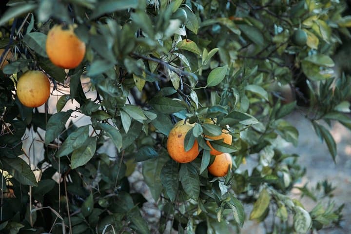 Tasting Algarve: Orange Groves, Medronho and Fóia Panorama photo 2